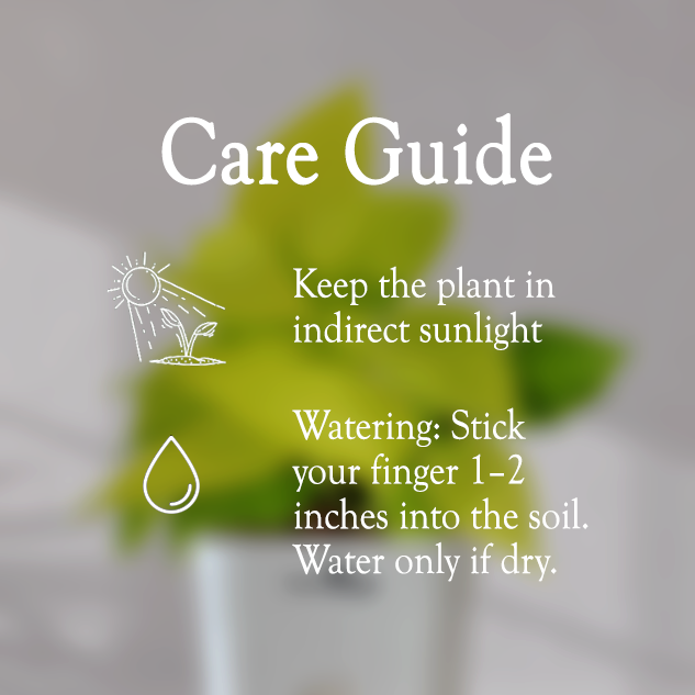 Lucky Golden Money Plant With Self Watering Pot - Homebagh