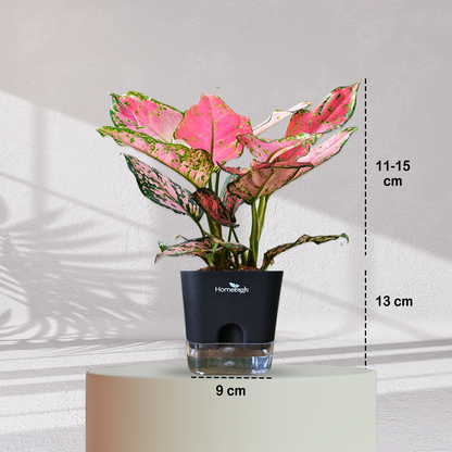 Aglaonema Valentine Pink Plant