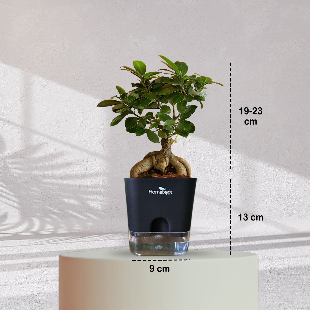 Ficus Bonsai Plant