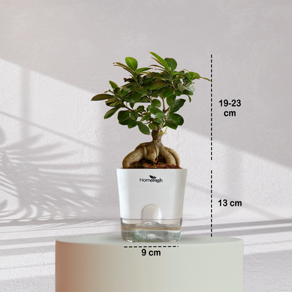 Ficus Bonsai Plant