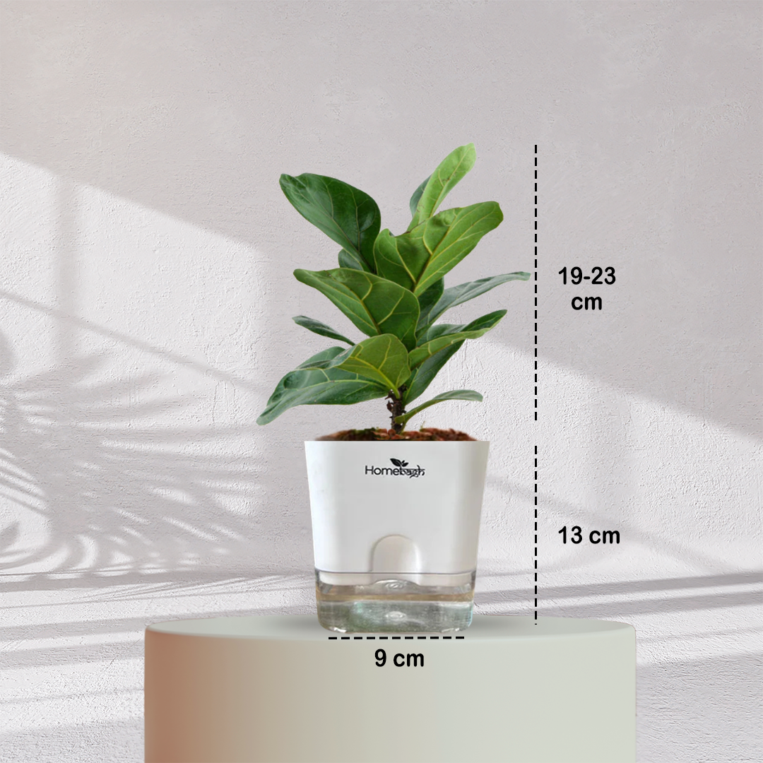 Ficus Fiddle Leaf ( Medium Size )