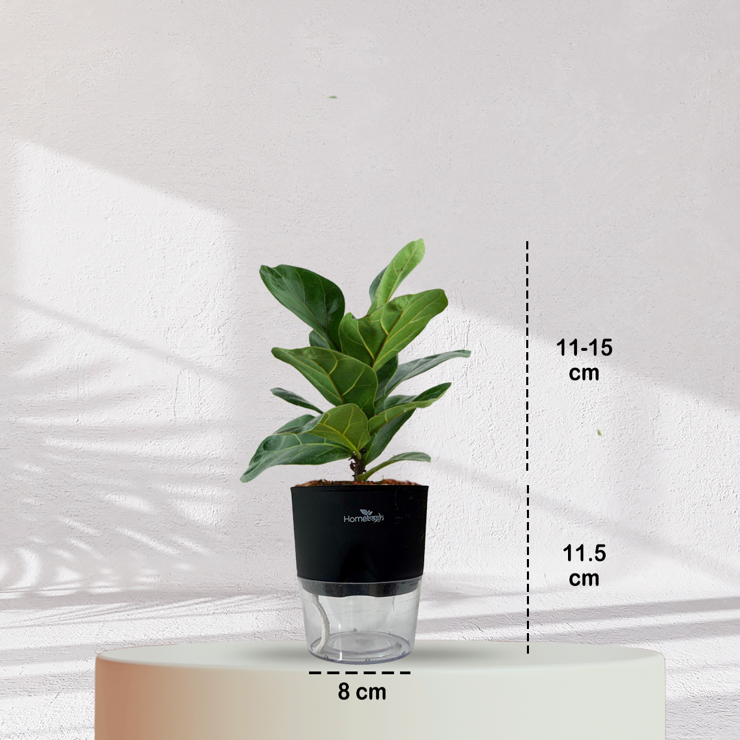 Ficus Fiddle Leaf ( Medium Size )