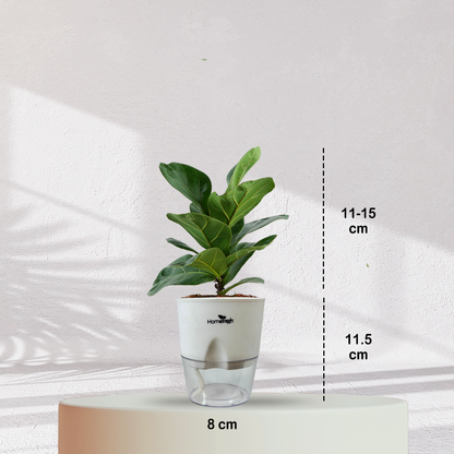 Ficus Fiddle Leaf ( Medium Size )