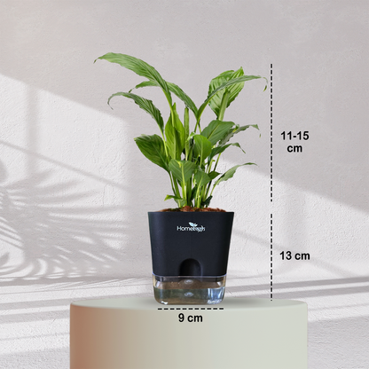 Peace Lilly ( Medium Size )