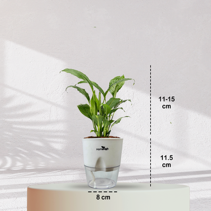 Peace Lilly ( Medium Size )