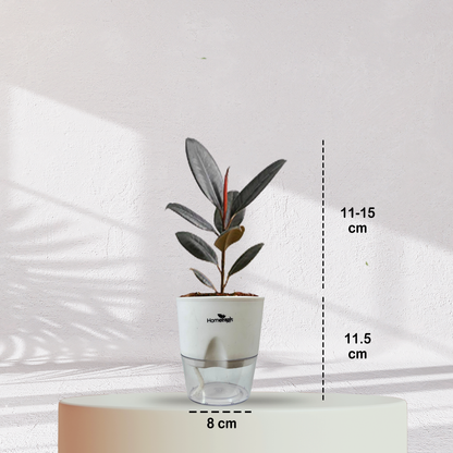 Rubber Plant ( Medium Size )