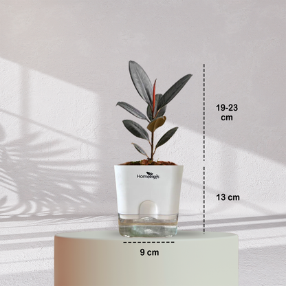 Rubber Plant ( Medium Size )