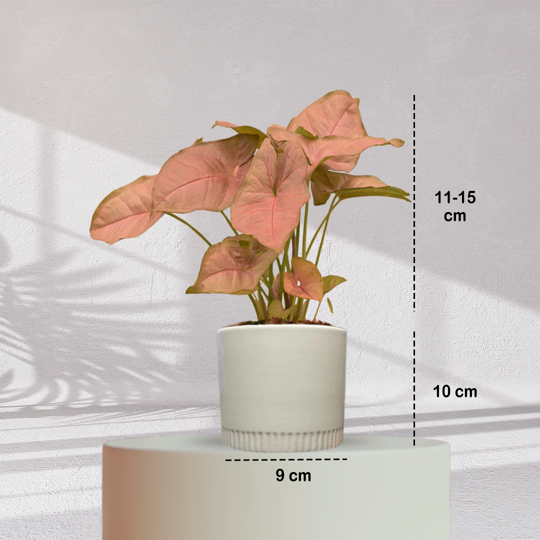 Syngonium Pink Plant