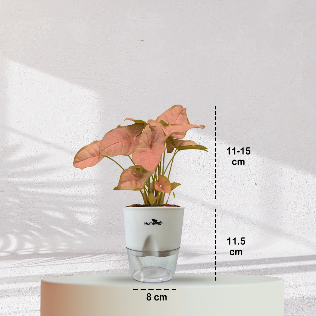 Syngonium Pink Plant