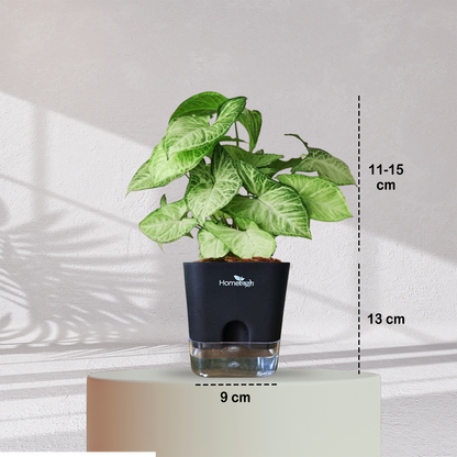 Syngonium Green Plant