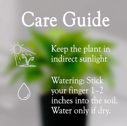 Money Plant With Self Watering Pot - Homebagh