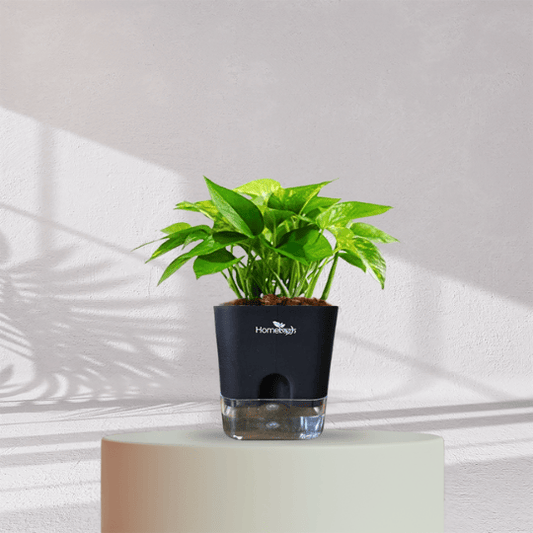 Money Plant With Self Watering Pot - Homebagh