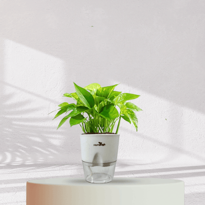 Money Plant With Self Watering Pot - Homebagh