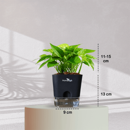 Money Plant With Self Watering Pot - Homebagh
