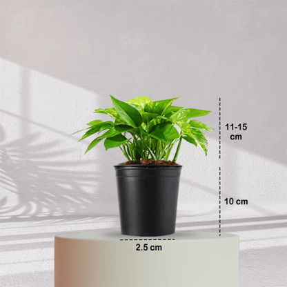Money Plant With Self Watering Pot - Homebagh