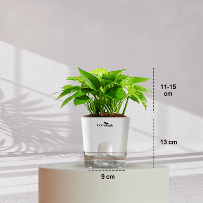 Money Plant With Self Watering Pot - Homebagh