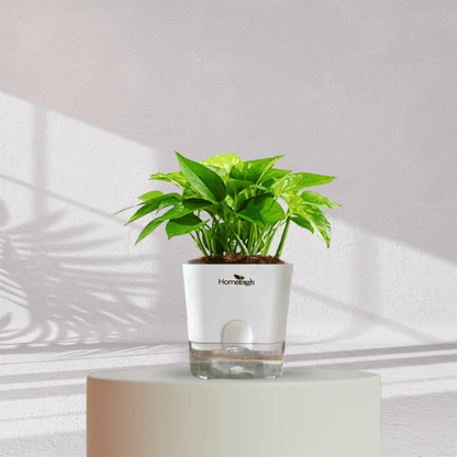 Money Plant With Self Watering Pot - Homebagh