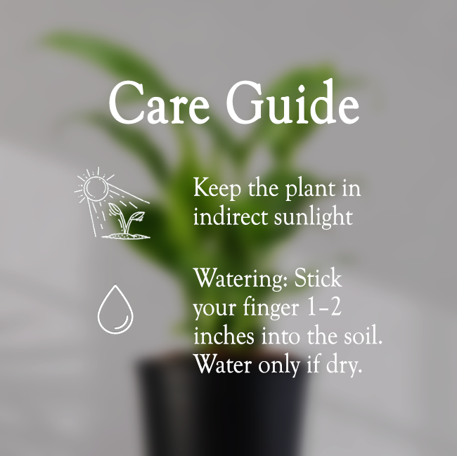 Peace Lilly With Self Watering Pot - Homebagh