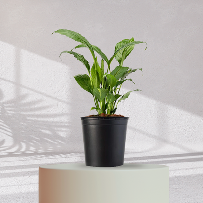 Peace Lilly ( Medium Size )