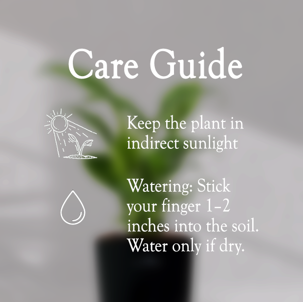 Peace Lilly With Self Watering Pot - Homebagh