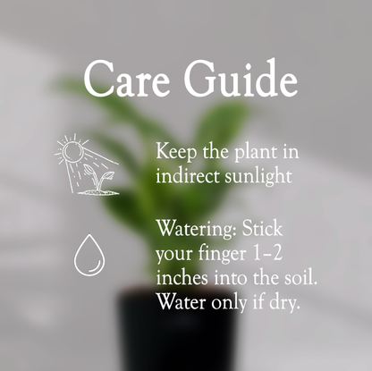 Peace Lilly With Self Watering Pot - Homebagh