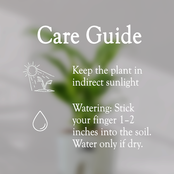 printable air plant care card Peace Lilly With Self Watering Pot