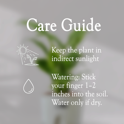 Peace Lilly With Self Watering Pot - Homebagh