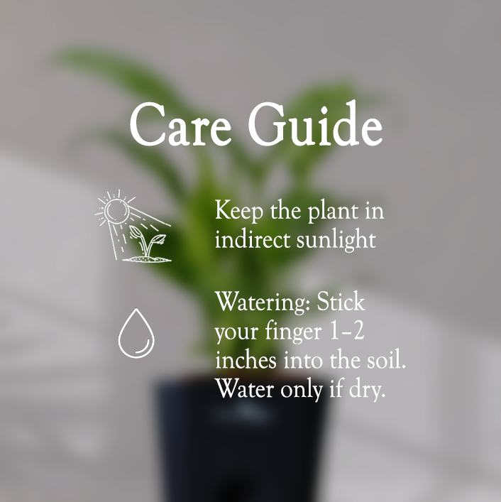 Peace Lilly With Self Watering Pot - Homebagh