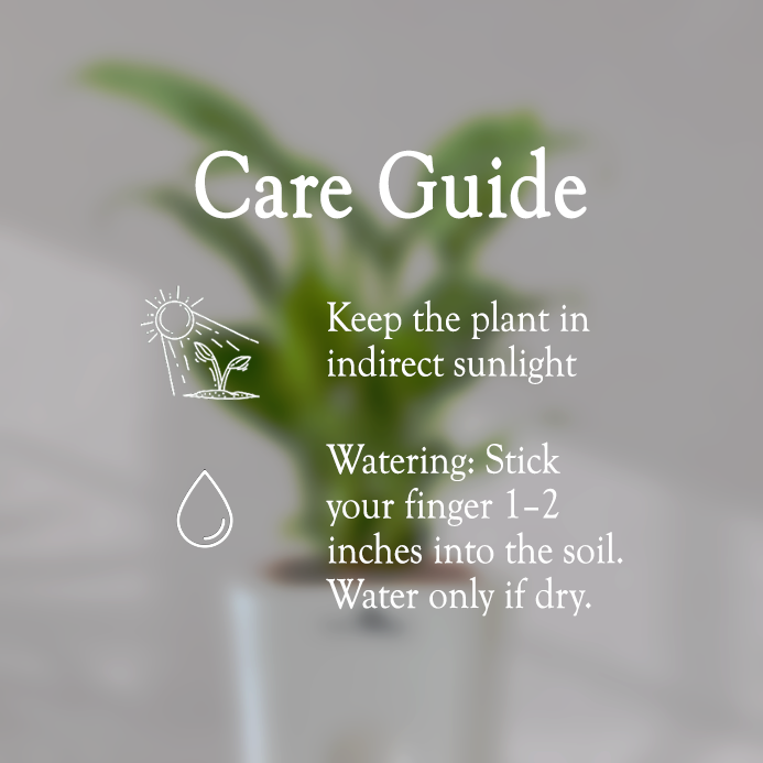 Peace Lilly With Self Watering Pot - Homebagh