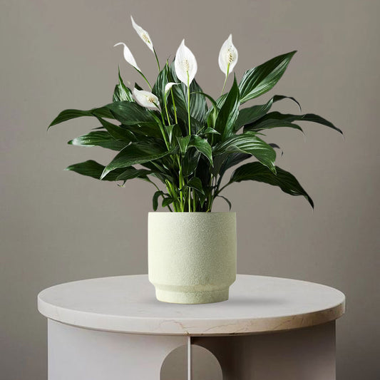 PEACE LILY - Homebagh