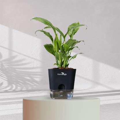 Peace Lilly With Self Watering Pot - Homebagh