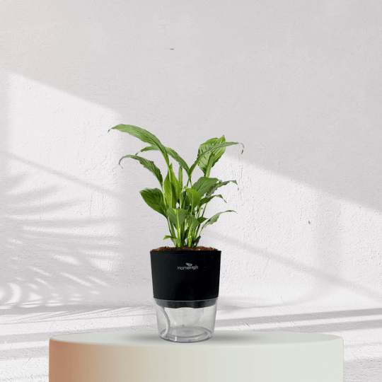 Peace Lilly With Self Watering Pot - Homebagh