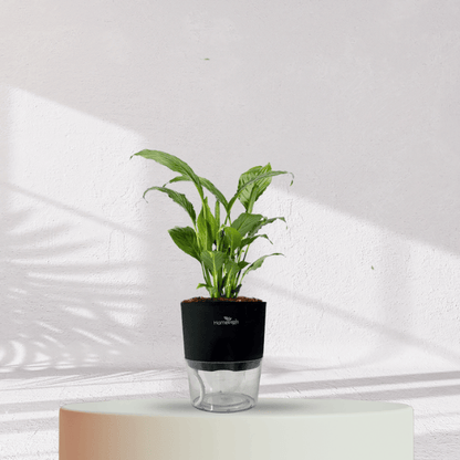 Peace Lilly With Self Watering Pot - Homebagh