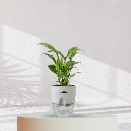 Peace Lilly With Self Watering Pot - Homebagh