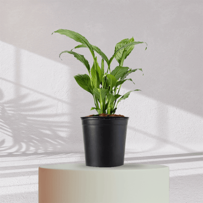 peace lily in self watering pot Peace Lilly With Self Watering Pot