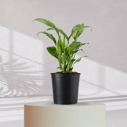 Peace Lilly With Self Watering Pot - Homebagh