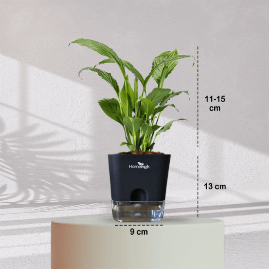 Peace Lilly With Self Watering Pot - Homebagh