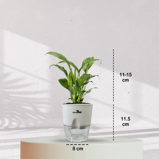 Peace Lilly With Self Watering Pot - Homebagh