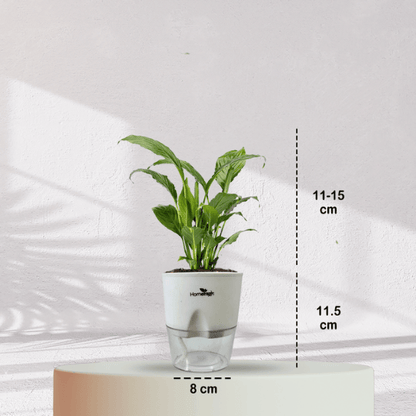 Peace Lilly With Self Watering Pot - Homebagh