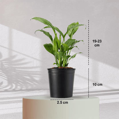 peace lily terracotta pot Peace Lilly With Self Watering Pot