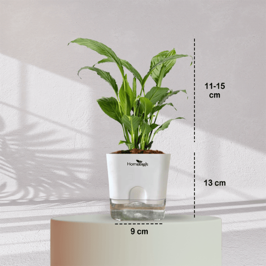 Peace Lilly With Self Watering Pot - Homebagh
