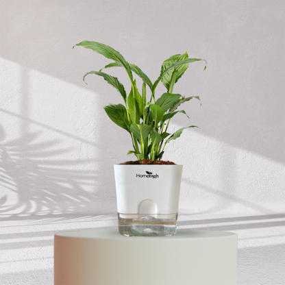 Peace Lilly With Self Watering Pot - Homebagh