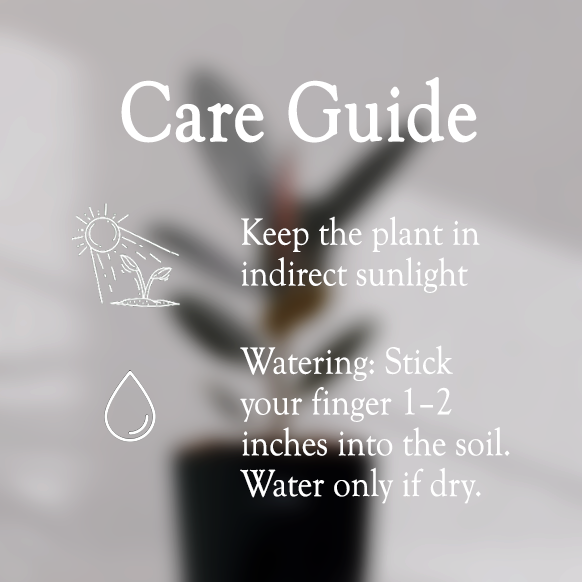 Rubber Plant with Self Watering Pot - Homebagh