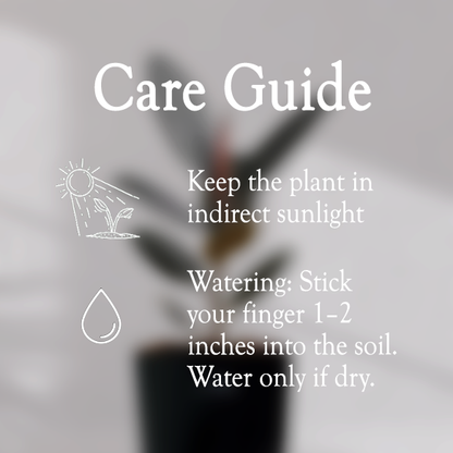 Rubber Plant with Self Watering Pot - Homebagh