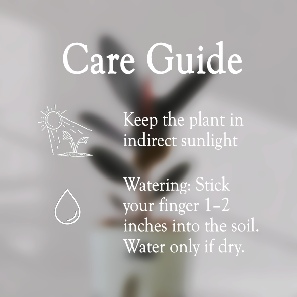 Rubber Plant with Self Watering Pot - Homebagh