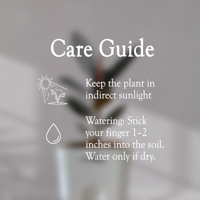 Rubber Plant with Self Watering Pot - Homebagh