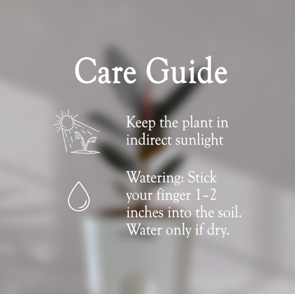 Rubber Plant with Self Watering Pot - Homebagh