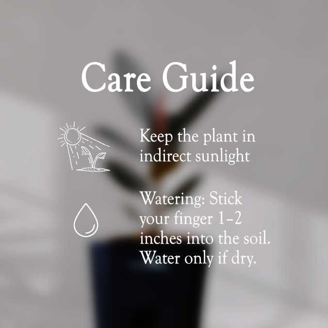 Rubber Plant with Self Watering Pot - Homebagh