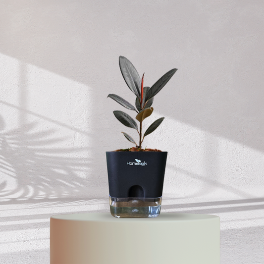 Rubber Plant ( Medium Size )