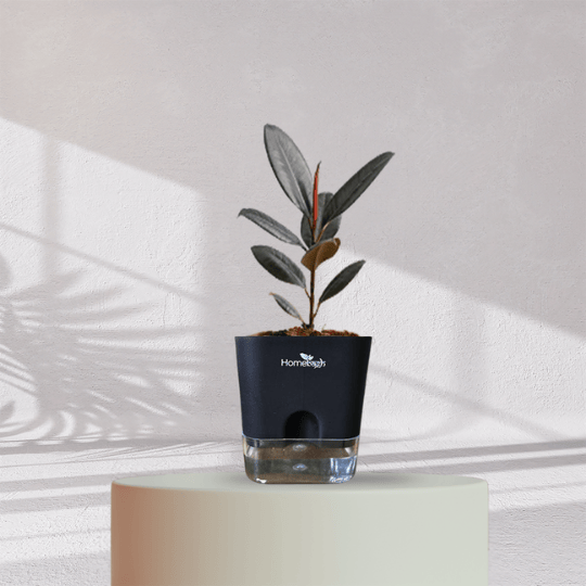 Rubber Plant with Self Watering Pot - Homebagh